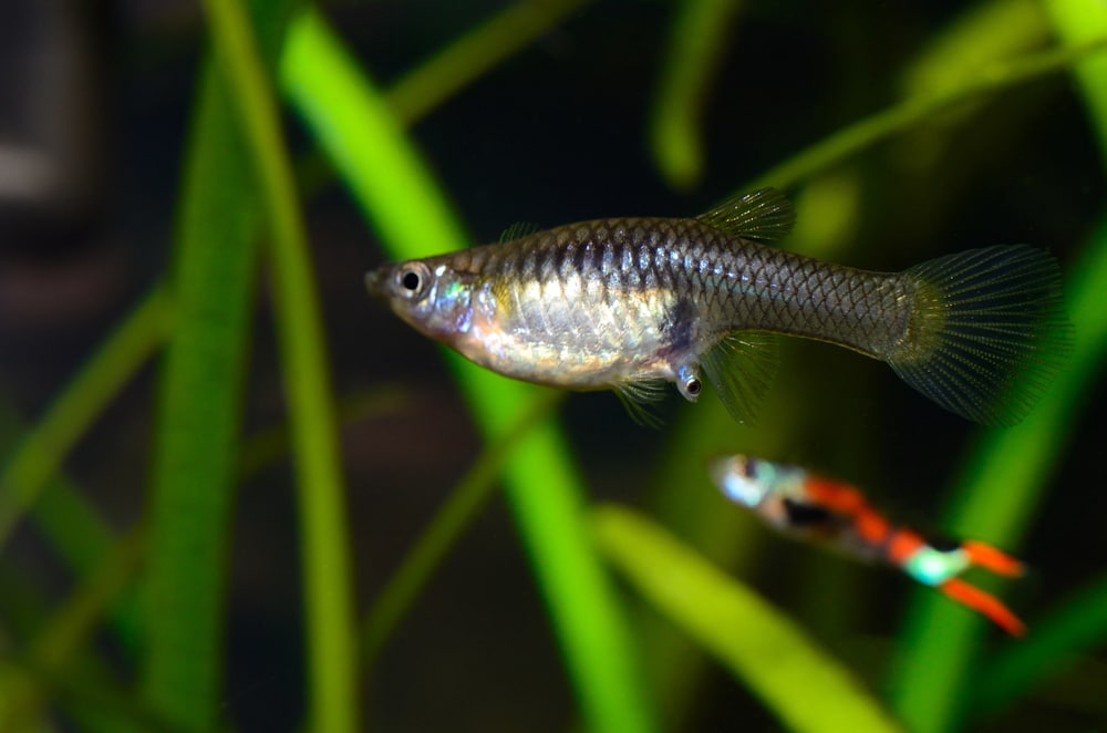 pregnant guppy giving birth