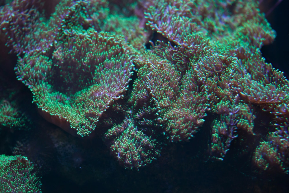 green hairy mushroom coral