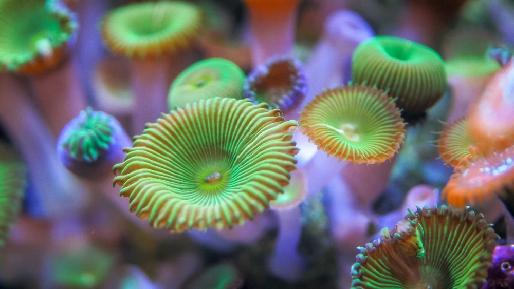 green button polyps