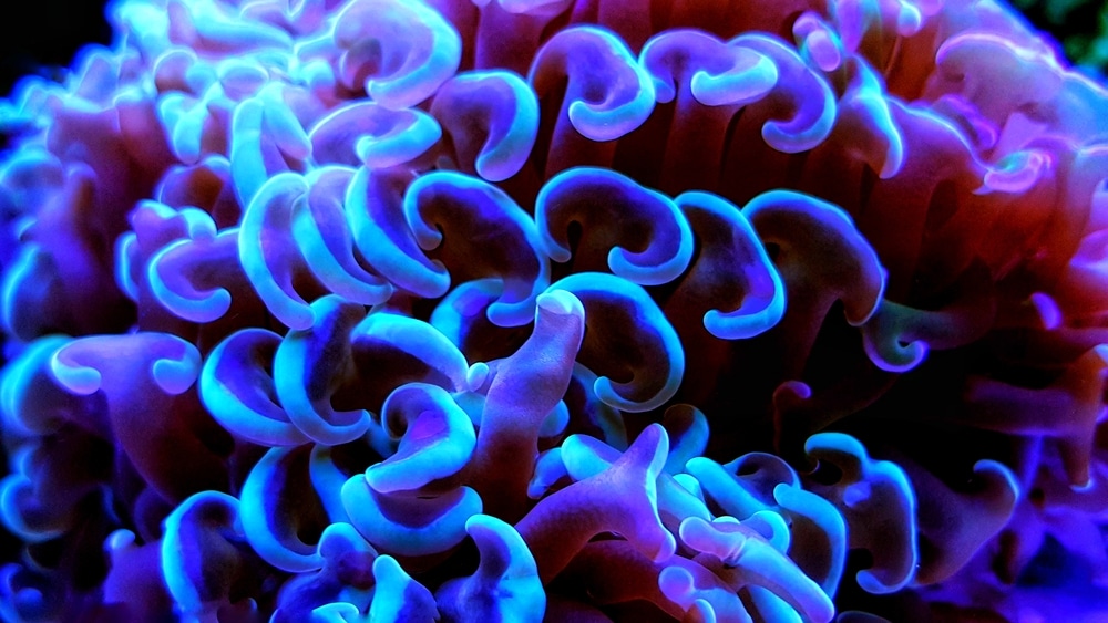 close up of hammer coral