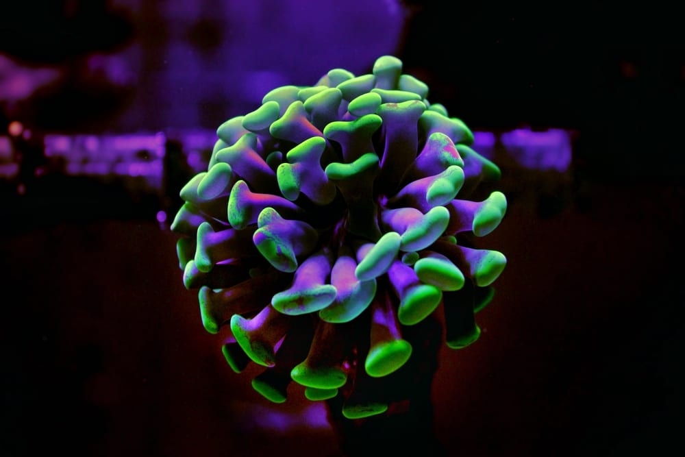 hammer coral