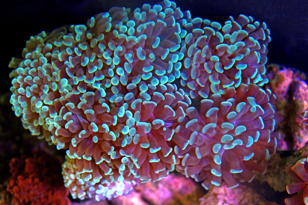 green hammer coral