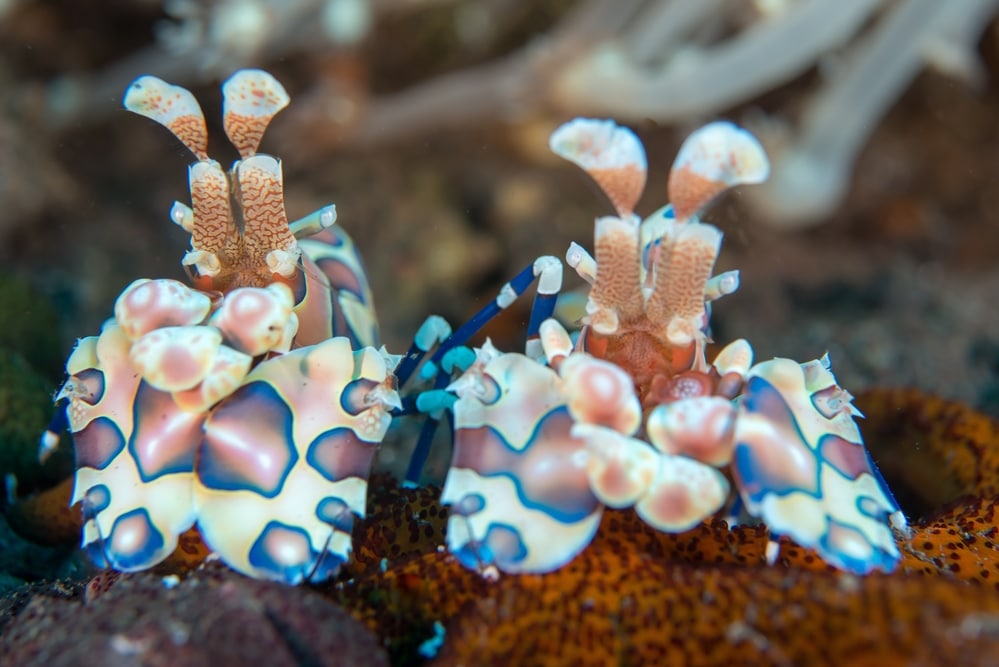 harlequin shrimp pair