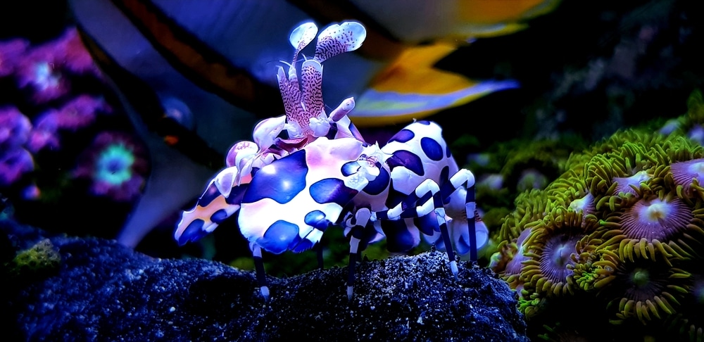 harlequin shrimp in aquarium