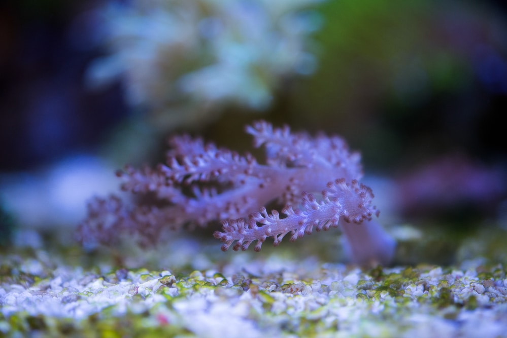 kenya tree coral