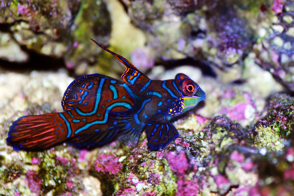 Mandarin Goby Care Information Pictures Build Your Aquarium Mandarin Goby Care Information Pictures Build Your Aquarium