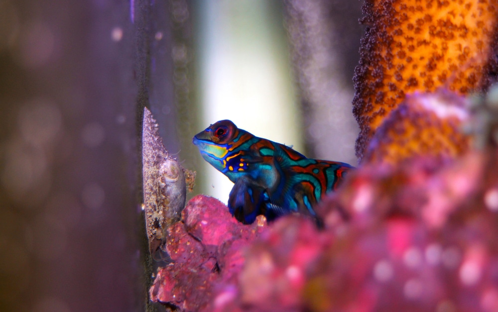 Feeding Mandarin Gobies