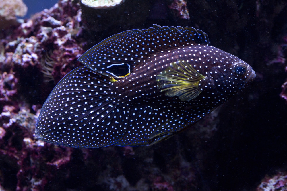Comet, marine betta (Calloplesiops altivelis)