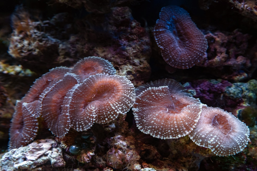 mushroom coral