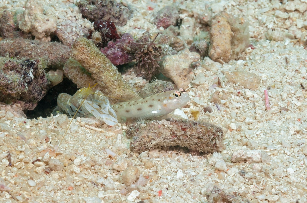 pistol shrimp and goby pair
