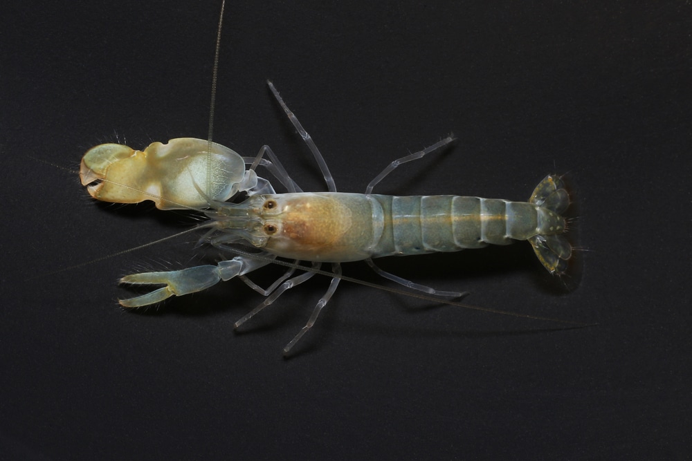 Pistol Shrimp Care, Information, & Pictures - Build Your Aquarium