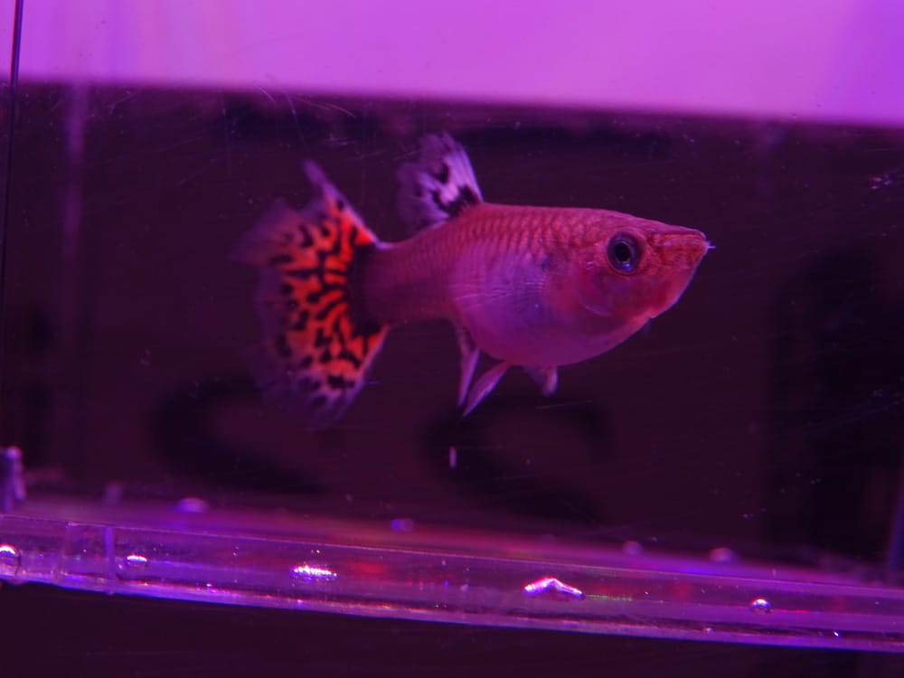 pregnant guppy in breeding box