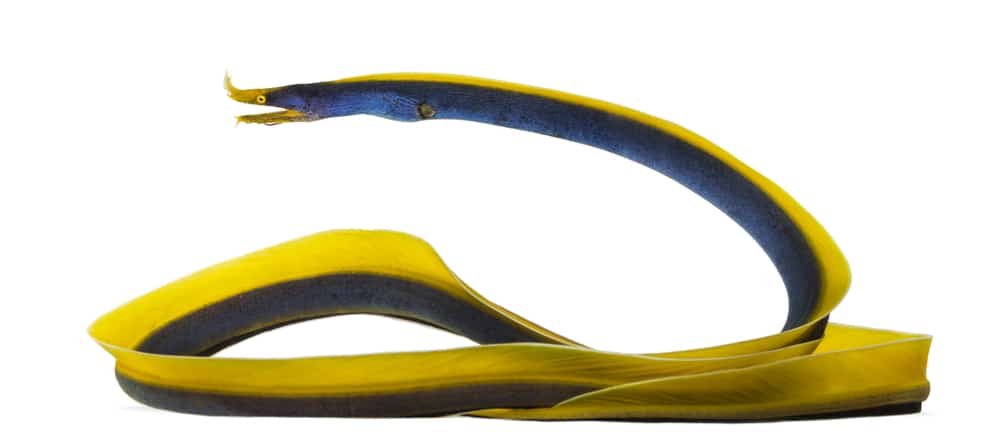 Side view of a Ribbon Eel