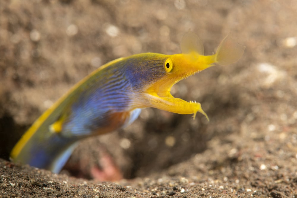 Blue Ribbon Eel