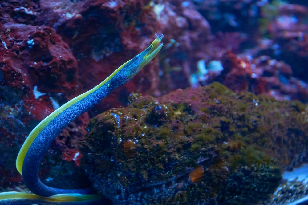 ribbon eel in aquarium