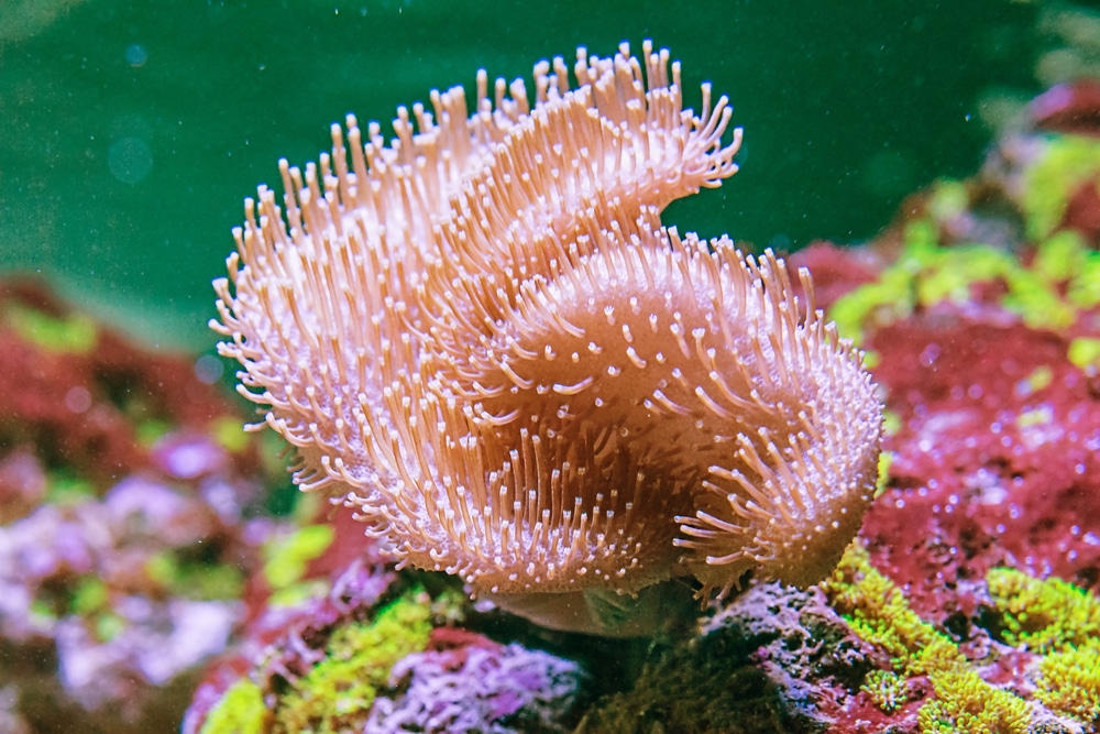 toadstool mushroom coral