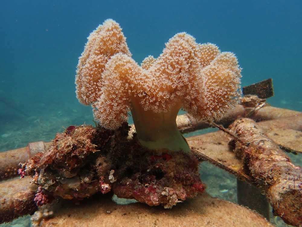 toadstool coral