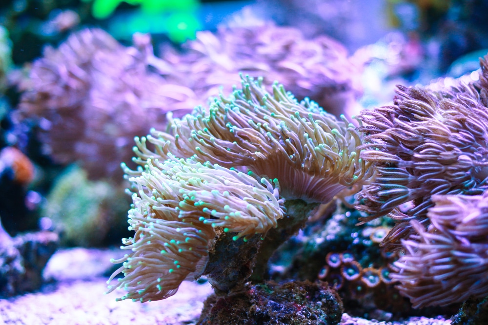 Green Torch Coral