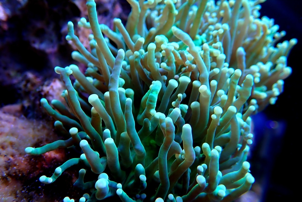 torch coral