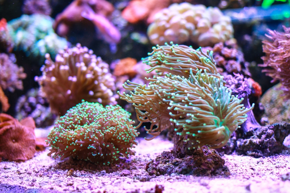 Torch Coral and Hammer Coral