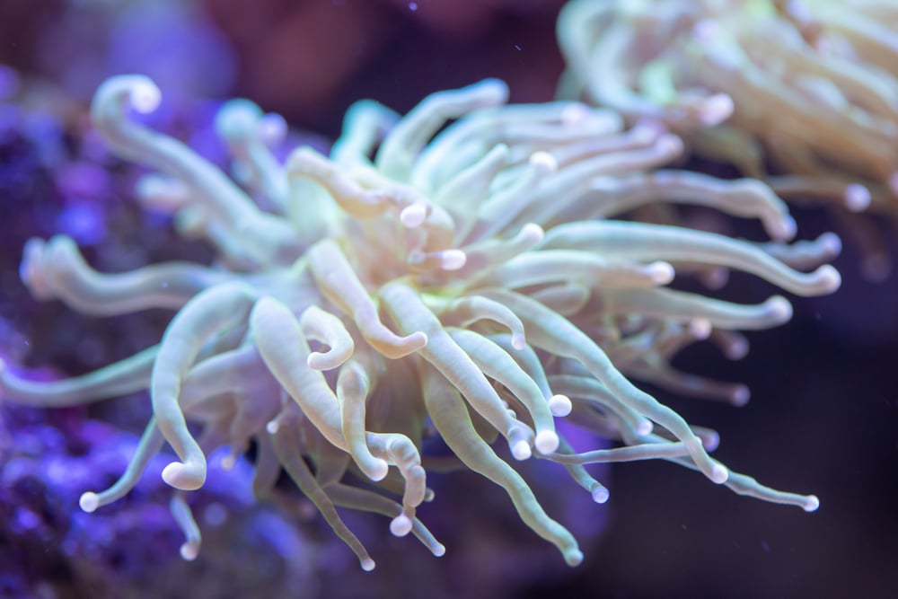 Close up of Green Torch Coral (Euphyllia glabrescens)