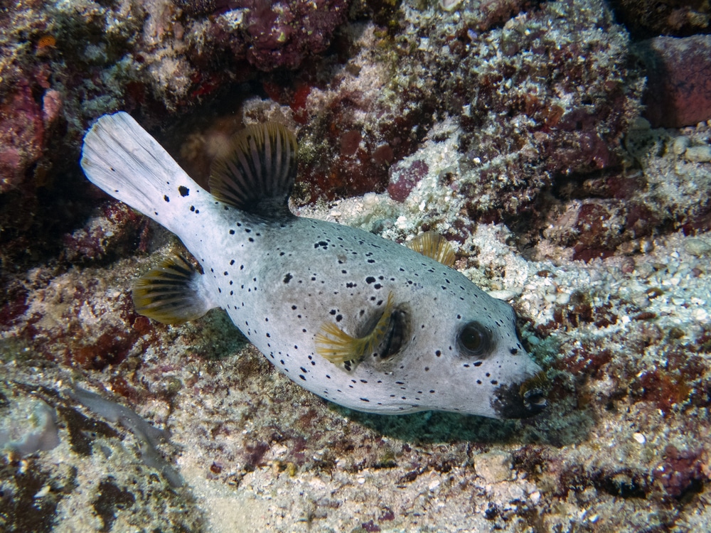 dogface puffer fish