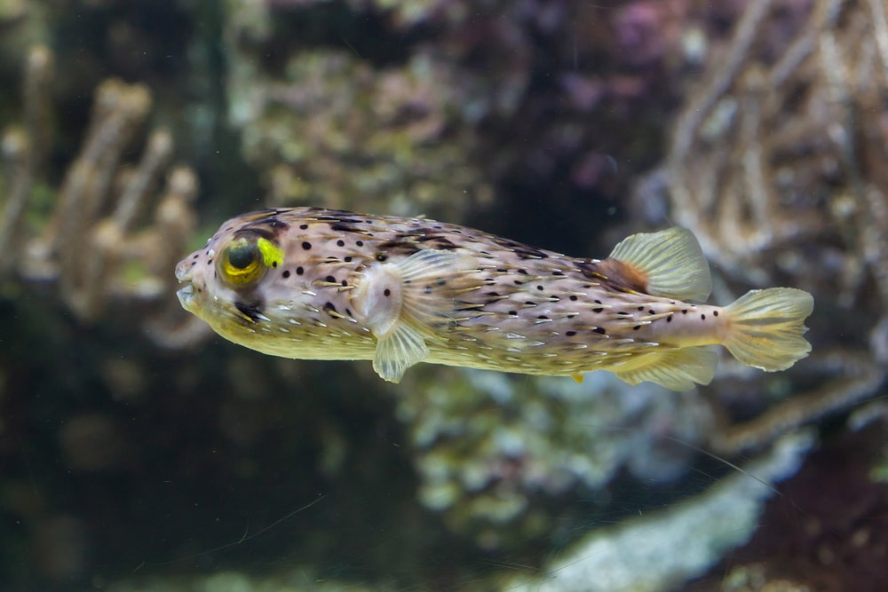 porcupine puffer fish