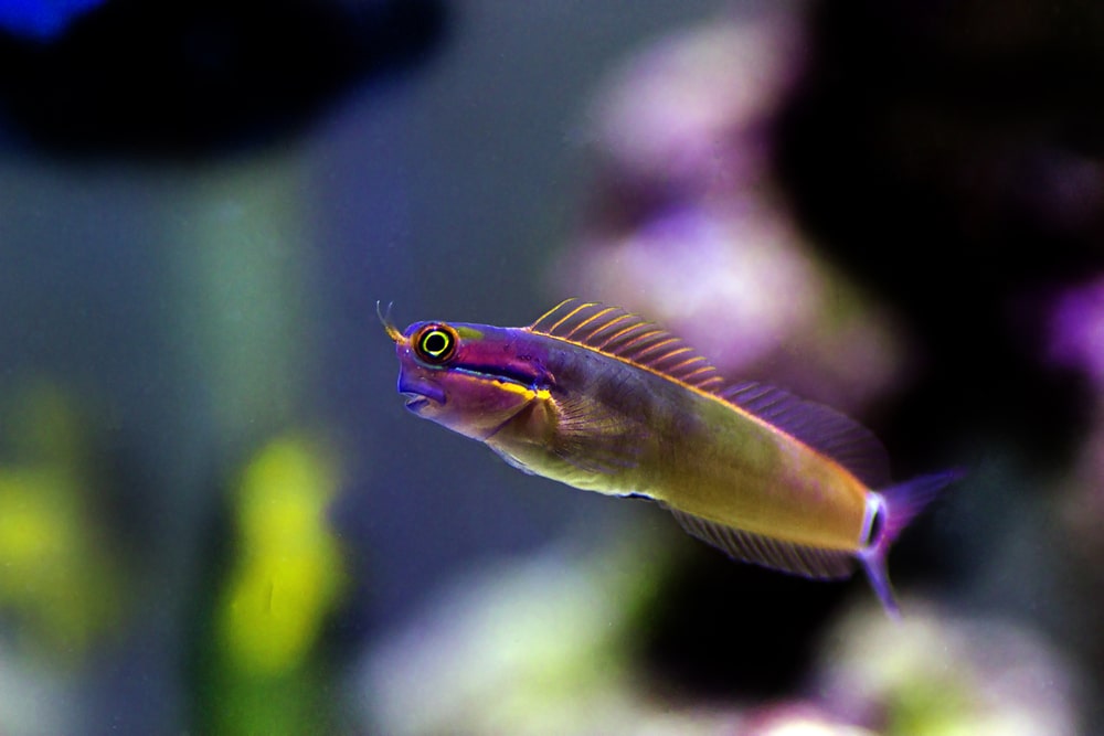 tailspot blenny