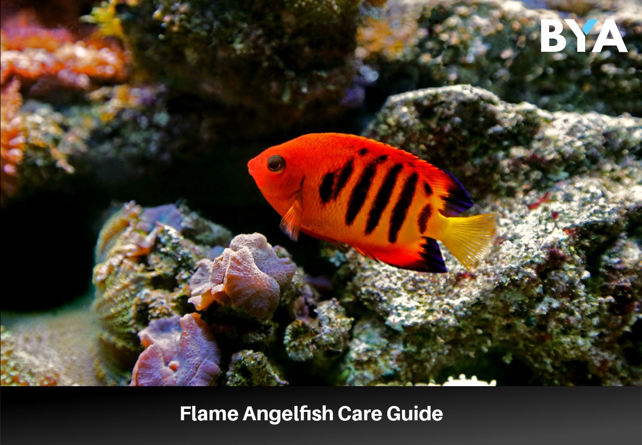 Flame Angelfish Care Guide