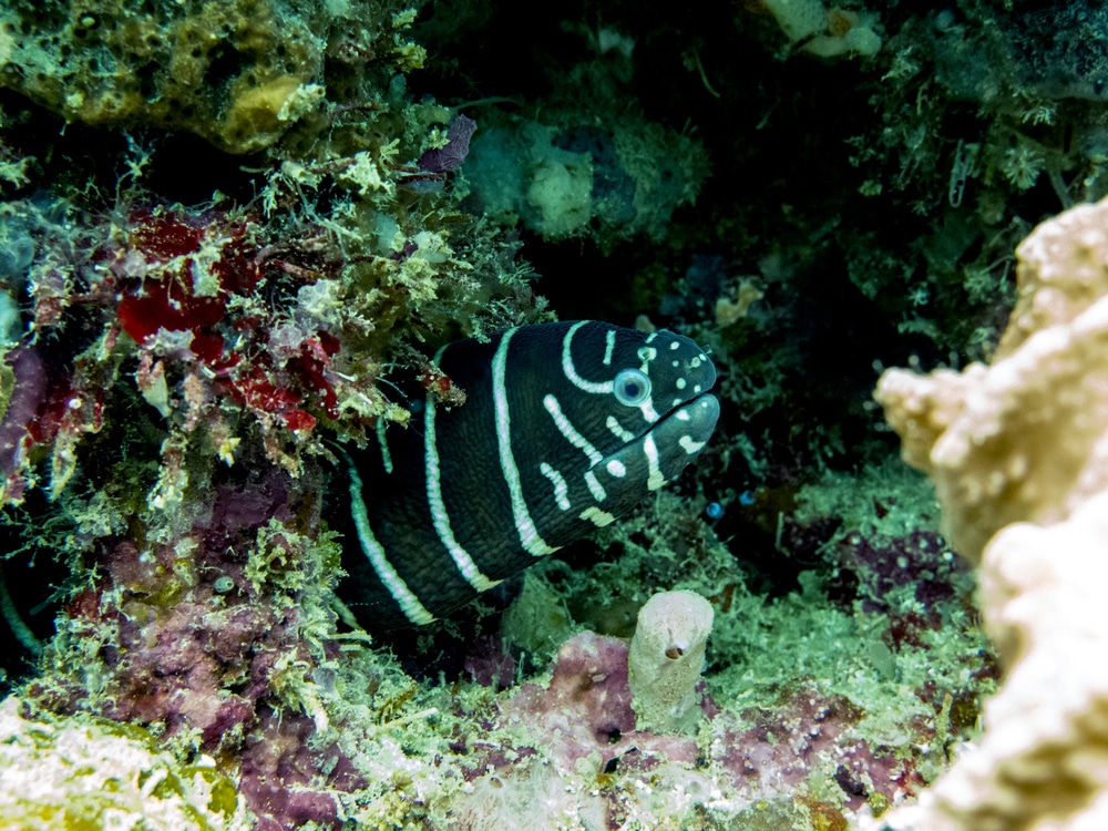 Gymnomuraena (Echidna) zebra