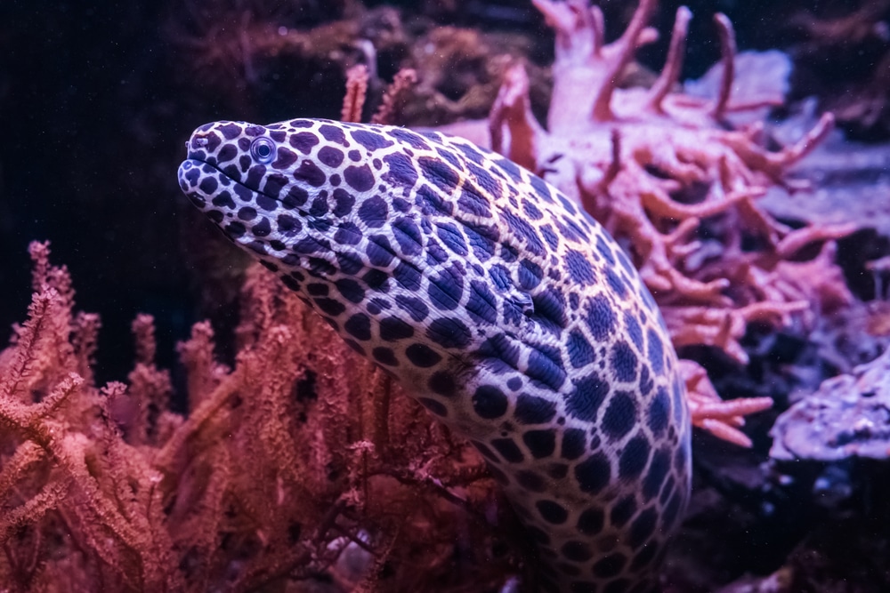laced moray eel