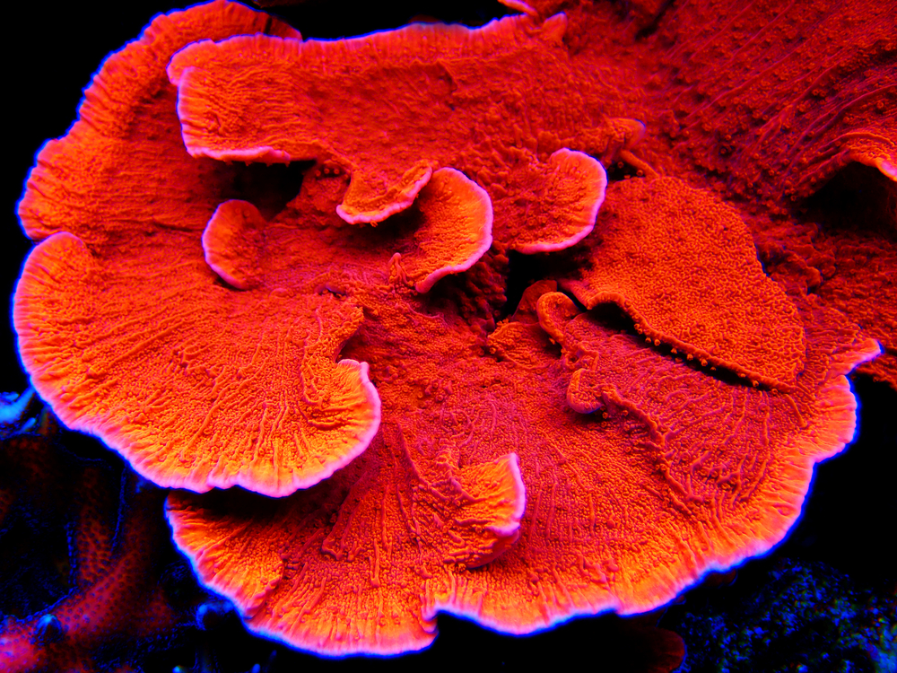 montipora coral