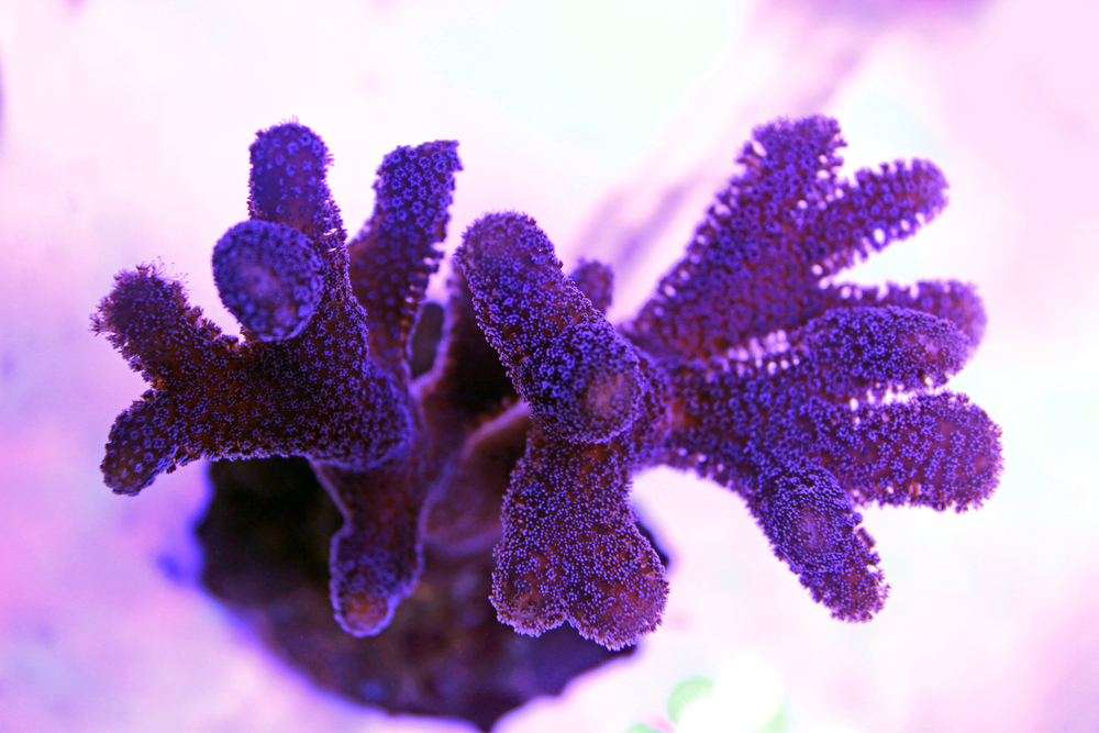 Pink Stylophora coral