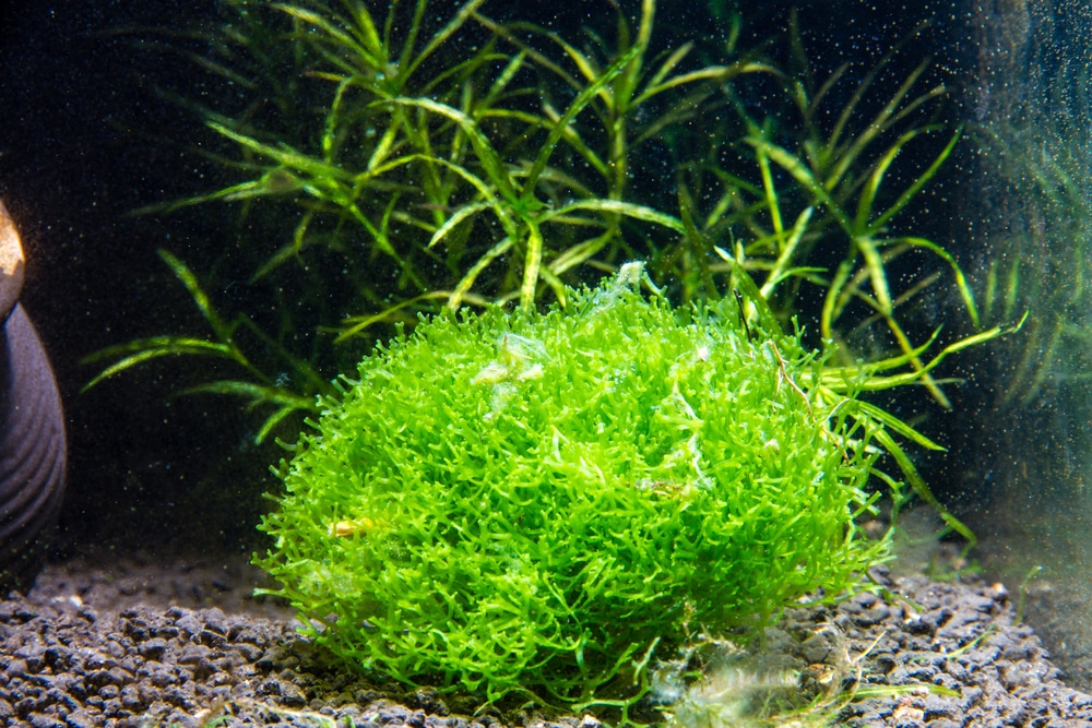 Floating crystalwort (Riccia fluitans)