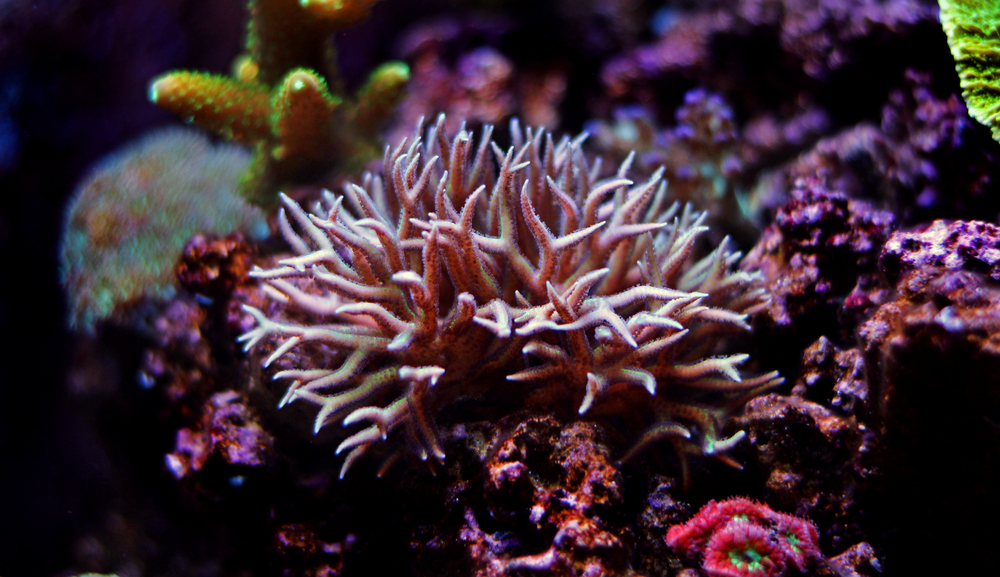 Seriatopora hystrix coral