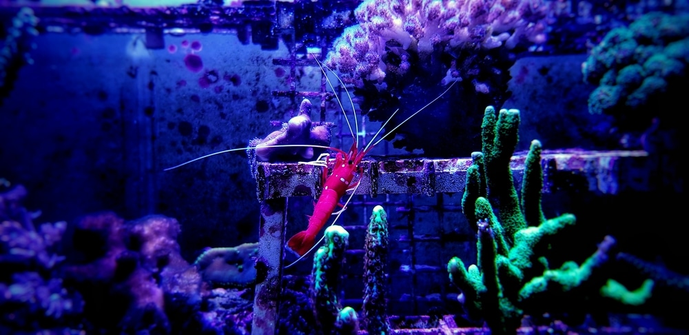 blood red fire shrimp