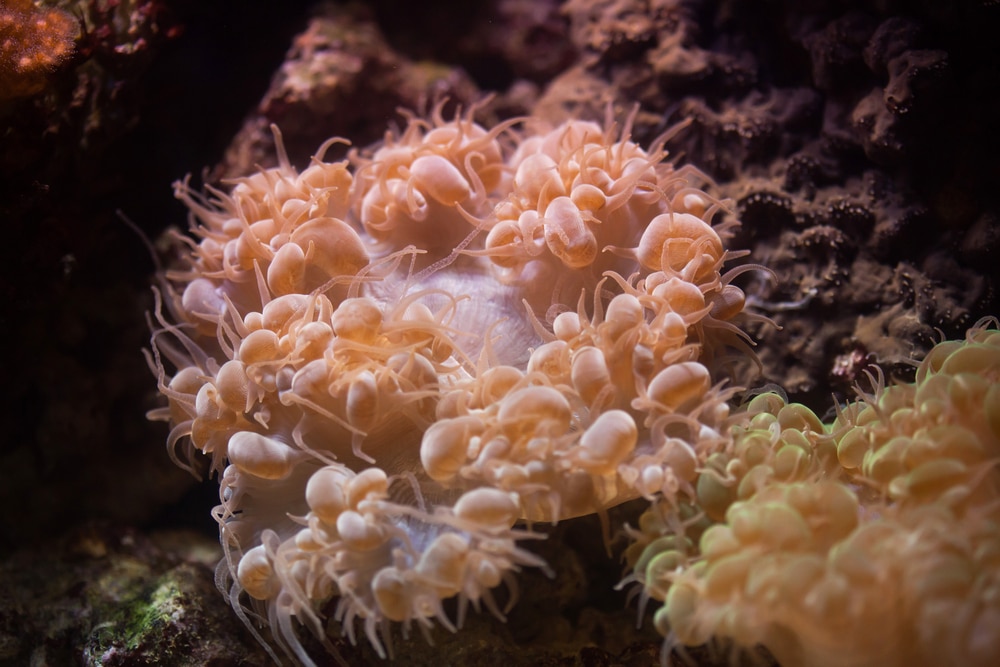 Bubble coral (Plerogyra sinuosa)