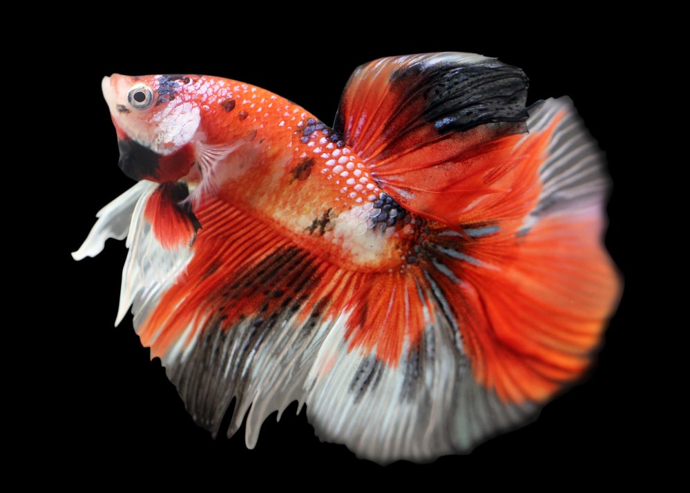 Koi Betta Fish: Care Sheet & Informational Guide - Build Your Aquarium