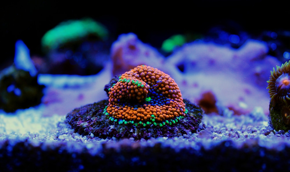 ricordea coral