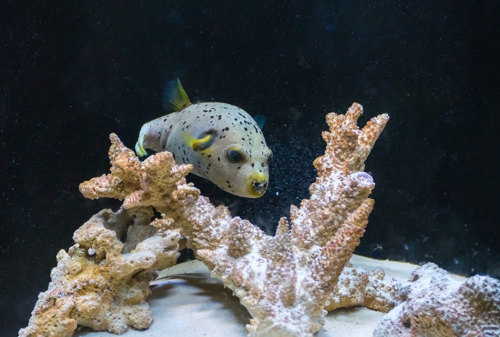 saltwater puffer fish