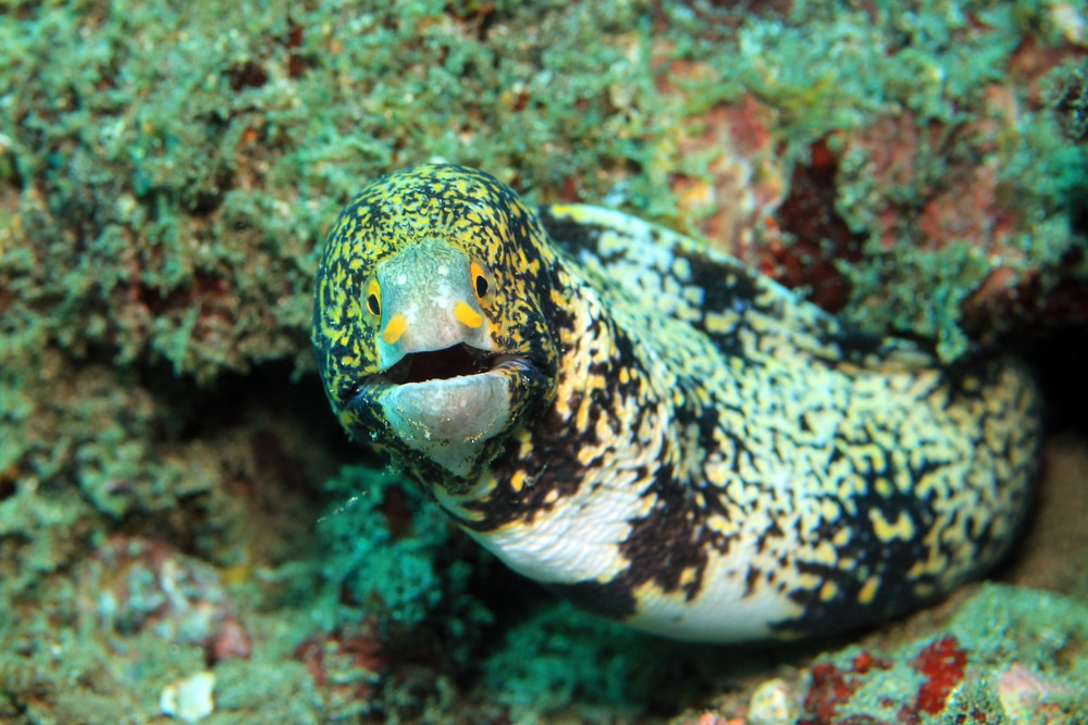 Snowflake Moray (Echidna Nebulosa)