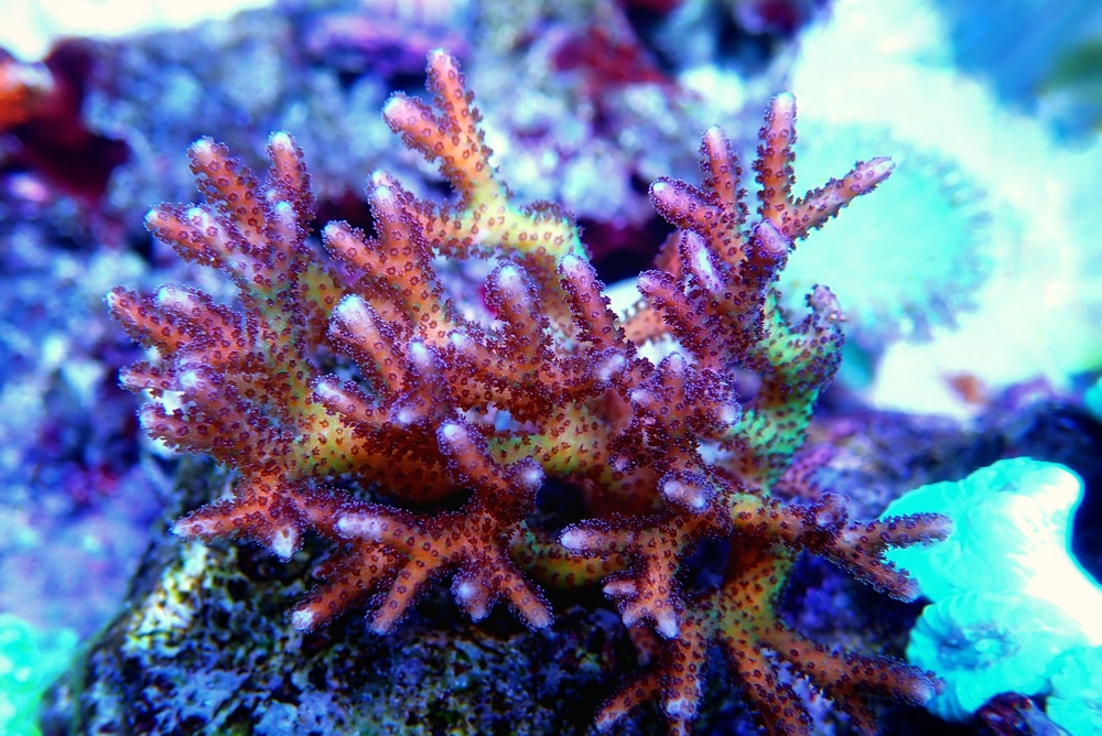 sps coral in reef tank