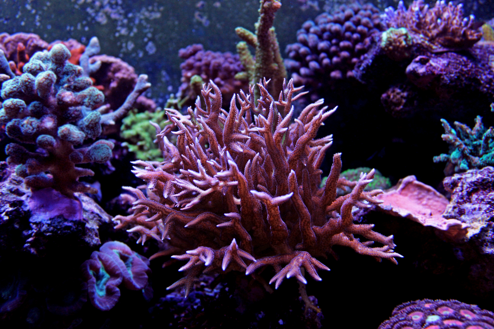 sps corals in saltwater reef tank