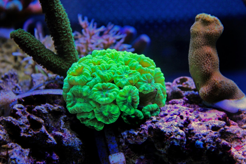 trumpet coral