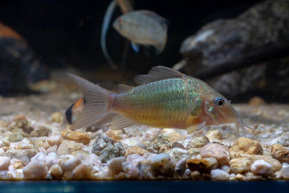 Emerald 'Brochis' (Corydoras splendens )