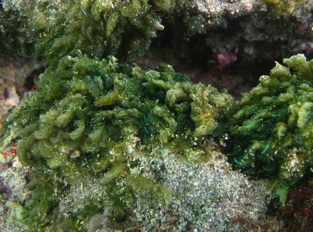 Bryopsis algae