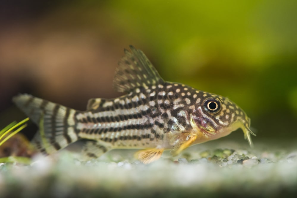 Corydoras sterbai