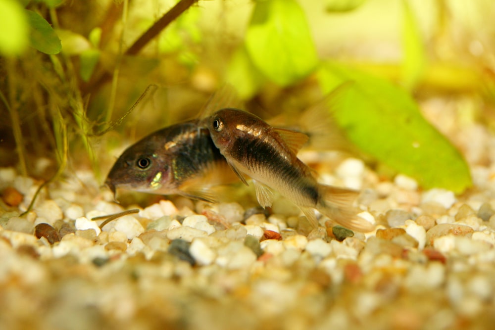 Bronze Corydoras 