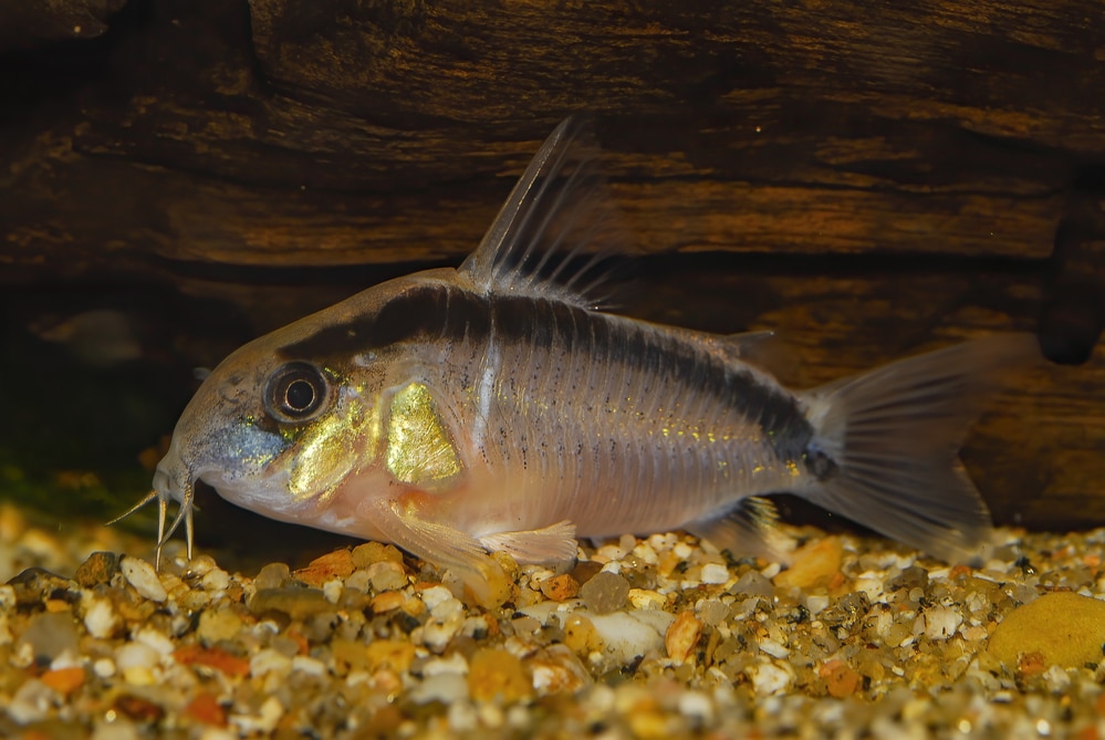 Corydoras arcuatus