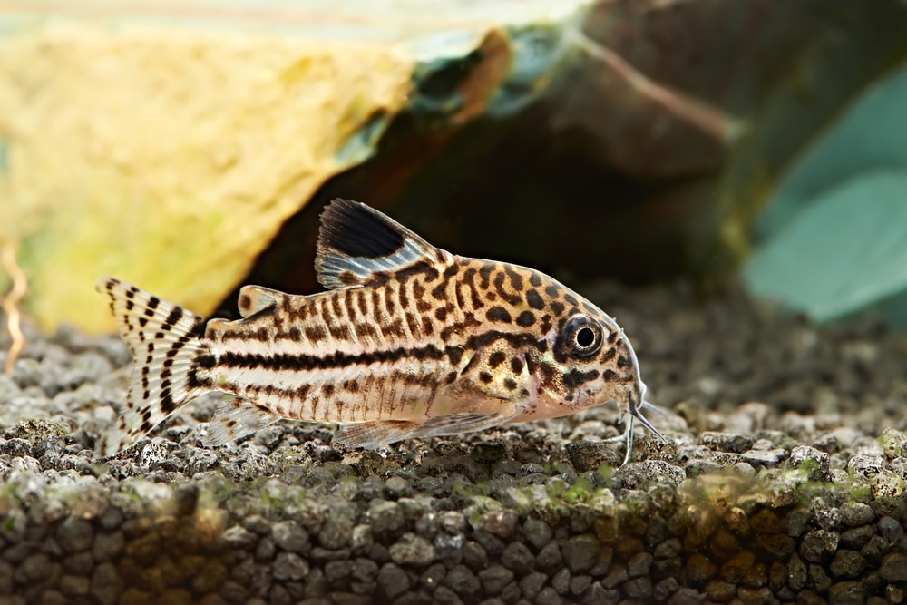 Corydoras julii